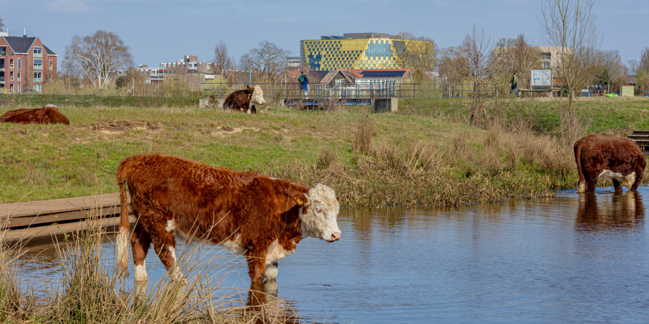 Foto in Vechtpark van koeien in water met gemeentehuis in achtergrond
